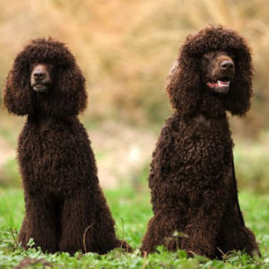 Irish Water Spaniel - carousel