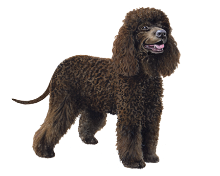 Irish Water Spaniel