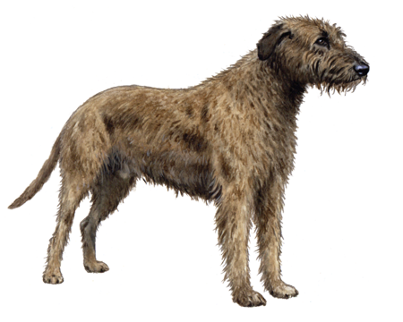 Irish Wolfhound