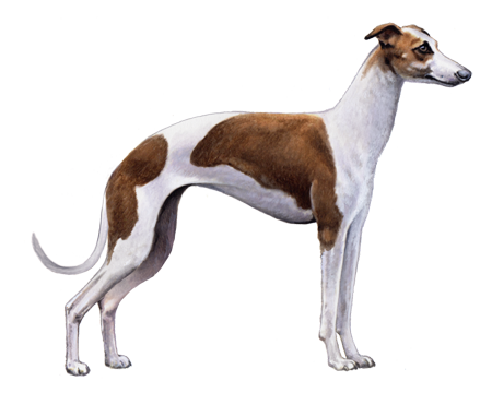 Italian Greyhound