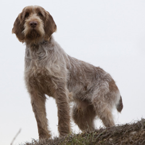 Italian Spinone - carousel