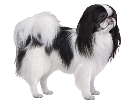 Japanese Chin