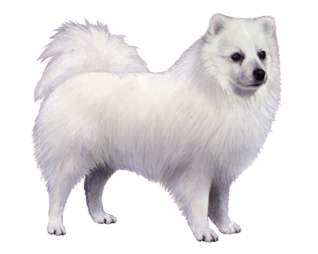 Japanese Spitz