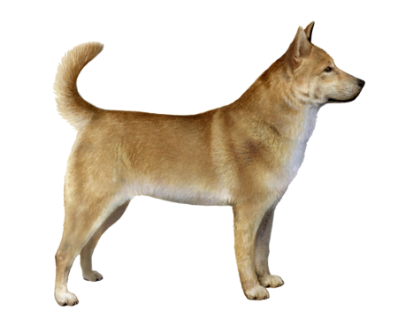 Jindo