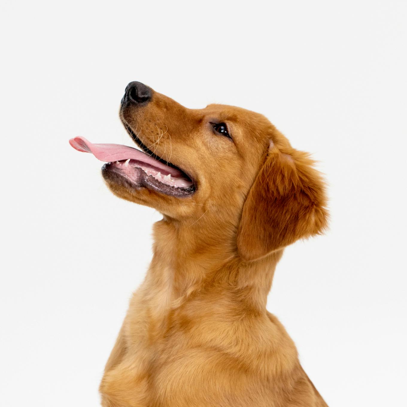 Profile portrait of a golden retriever sticking out tongue.