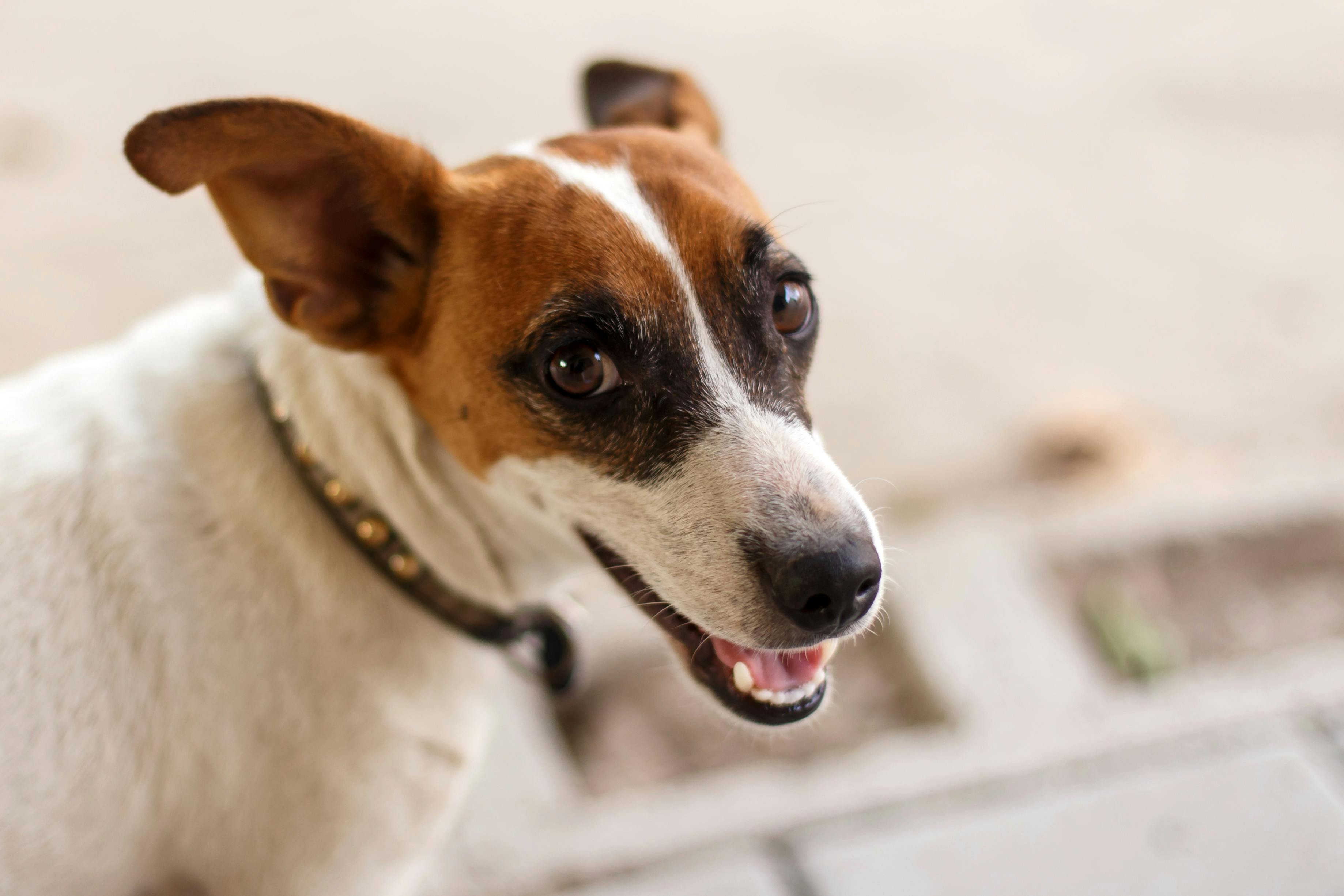 White and brown dog smiling