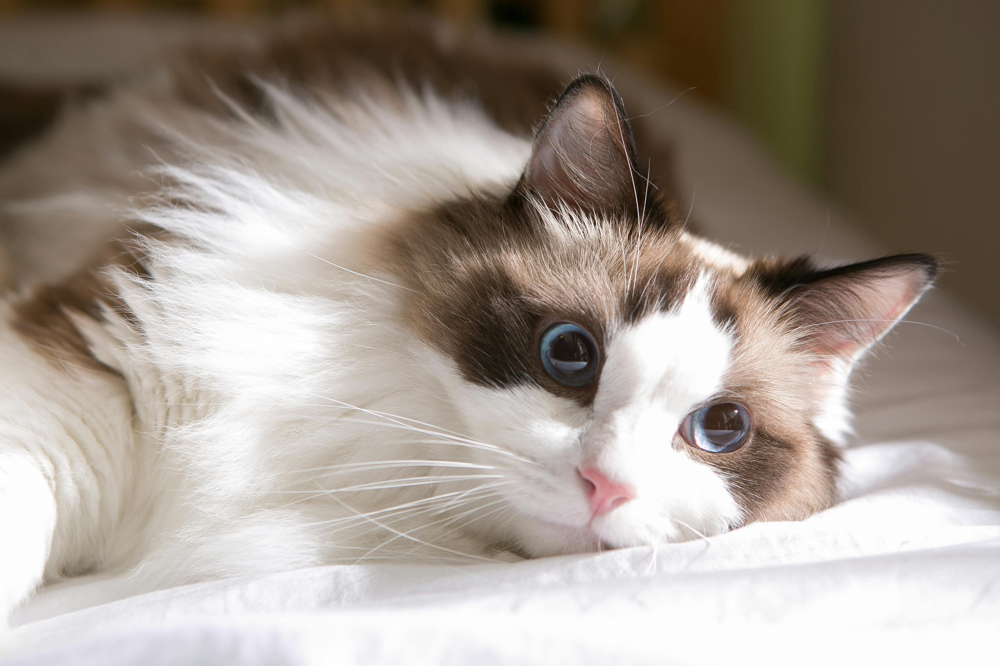 Ragdoll cat laying down