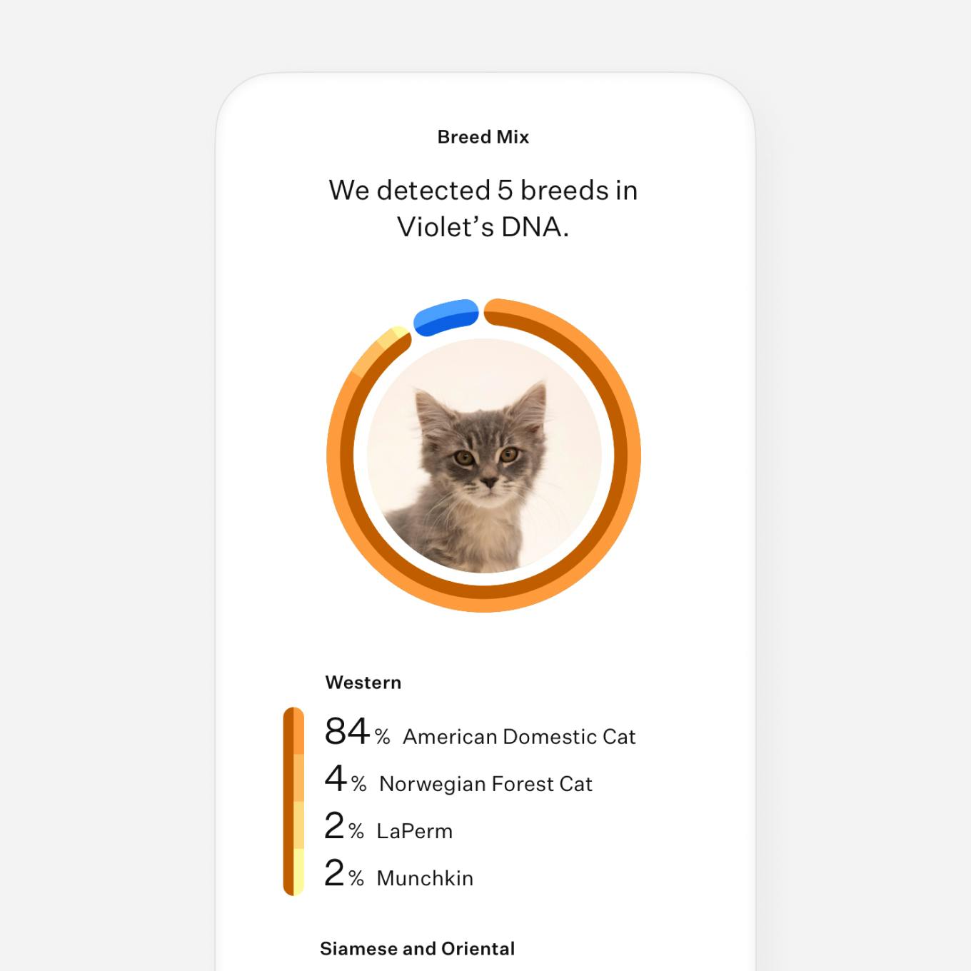 Cat DNA test breed breakdown