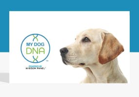 My Dog DNA