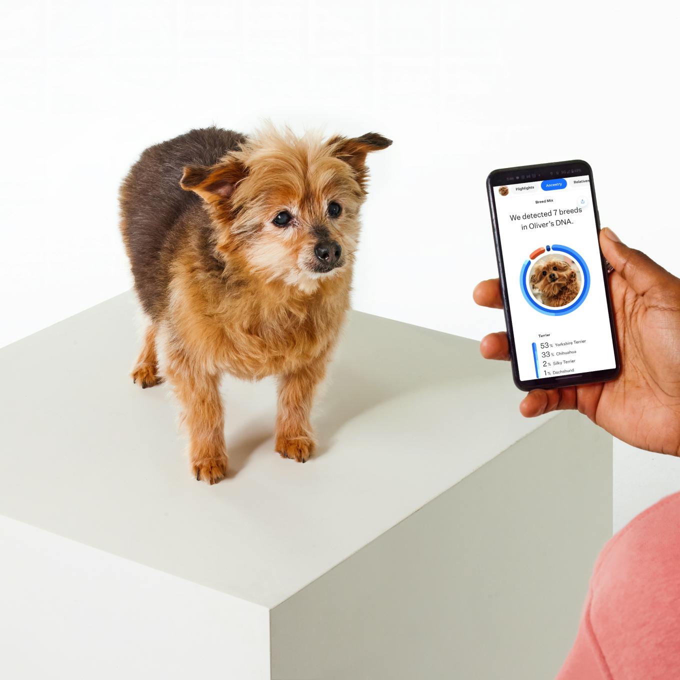 Cute dog looking at a person holding a phone with DNA results on the screen