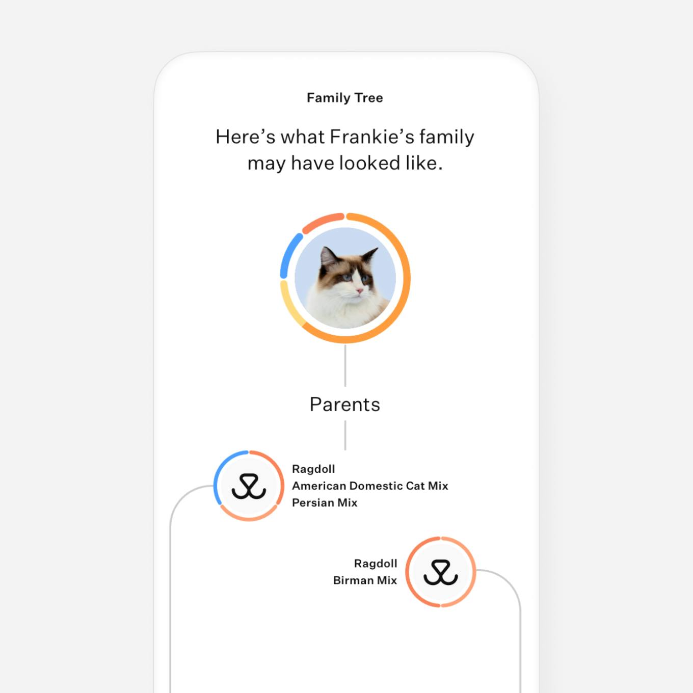 Cat DNA test ancestry breakdown