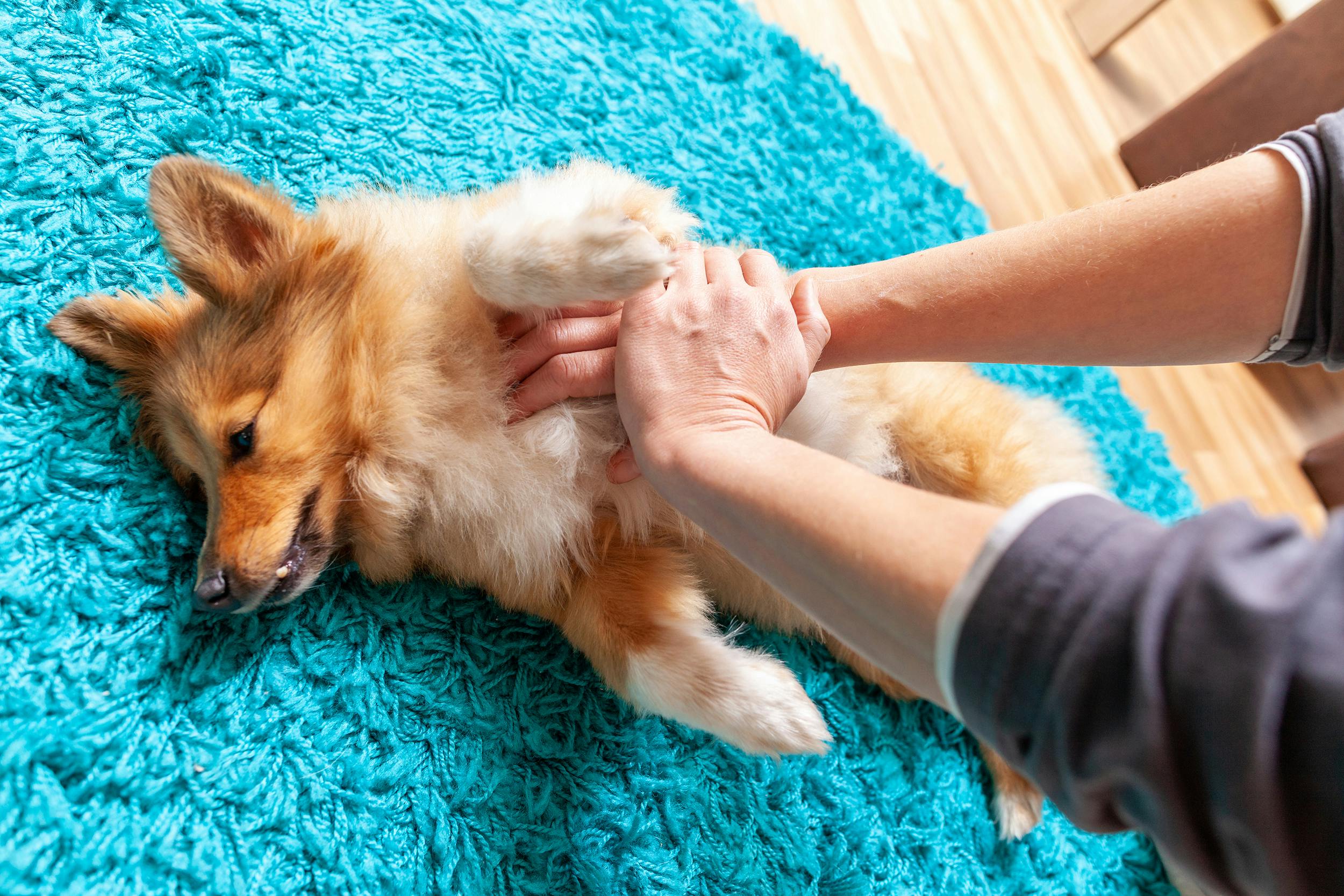 Small dog receiving CPR on a blue carpet.