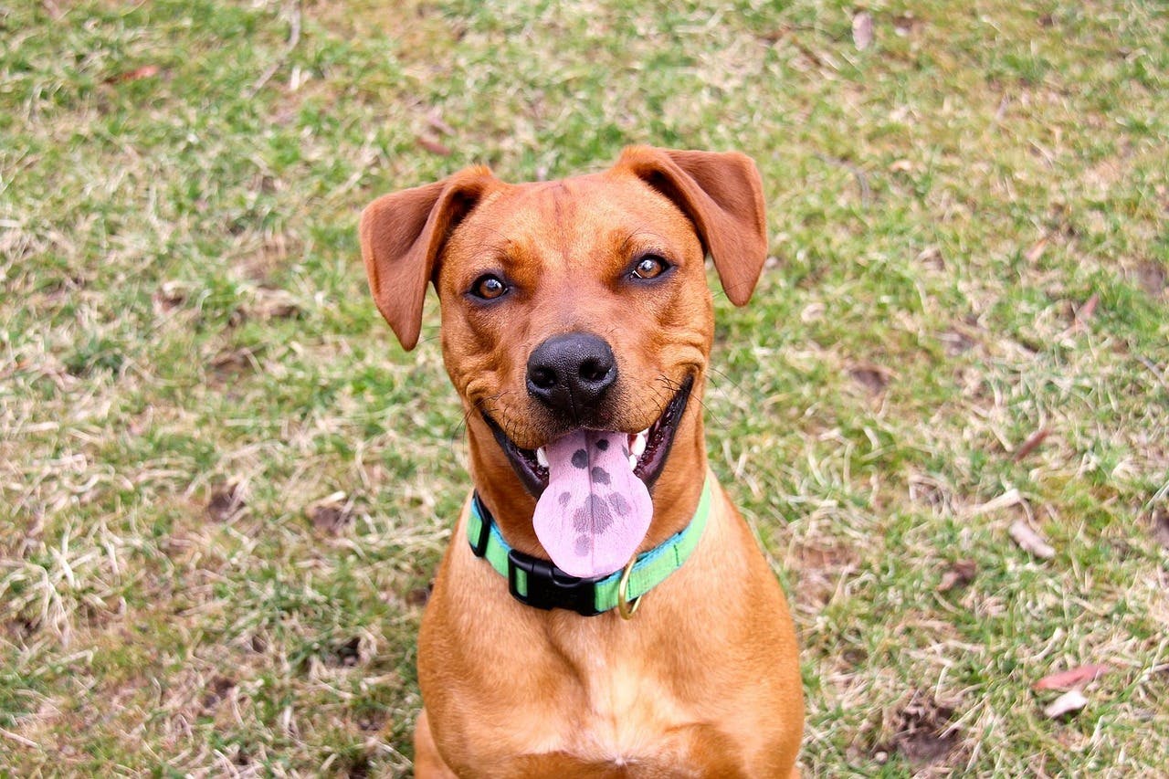 Mixed breed dog smiling while sitting in the grass.