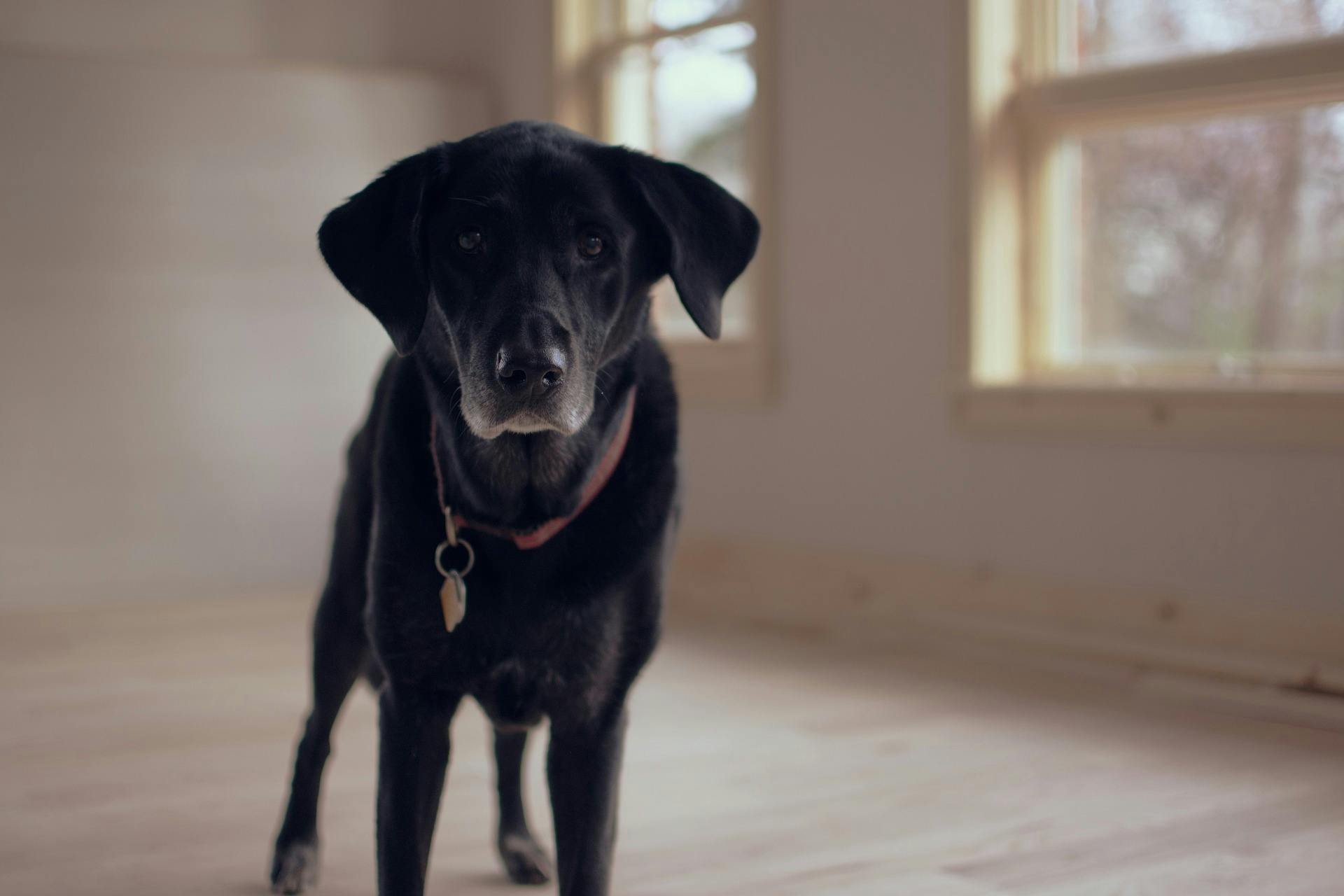 Old Labrador Retriever