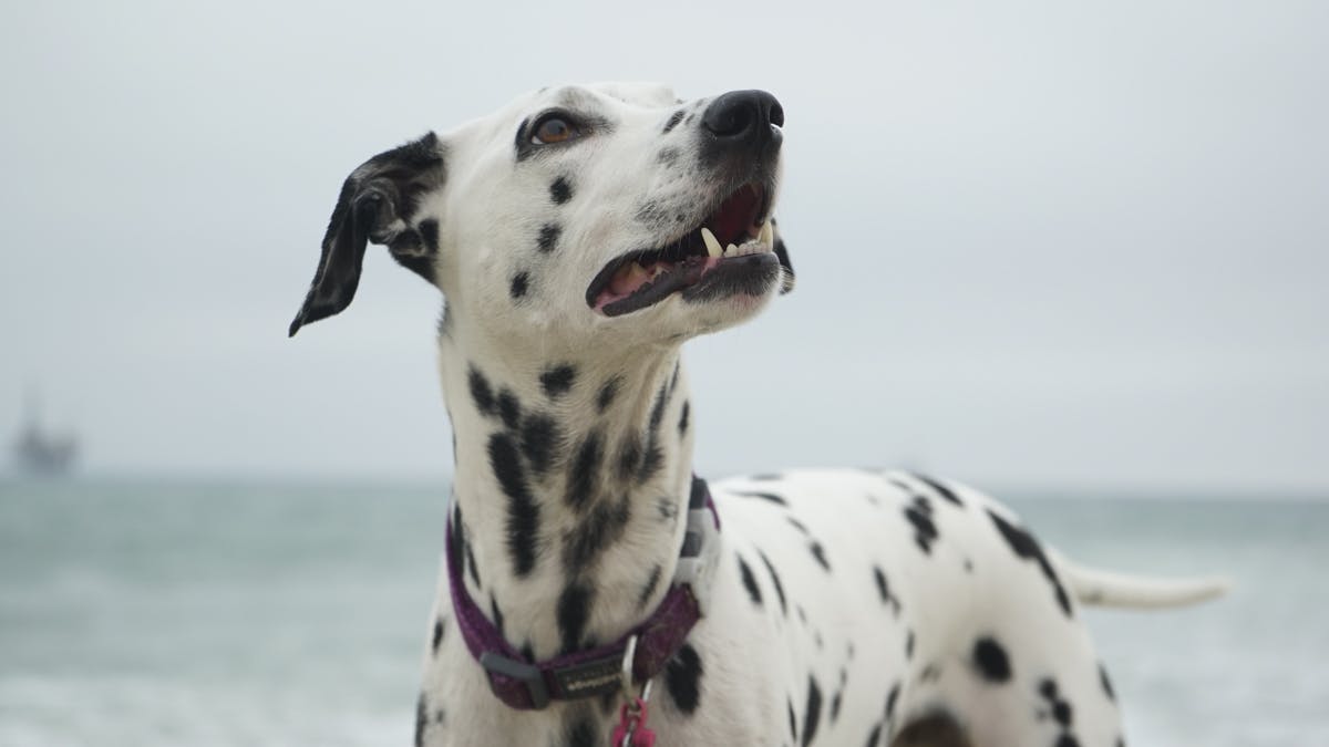 Dalmatian