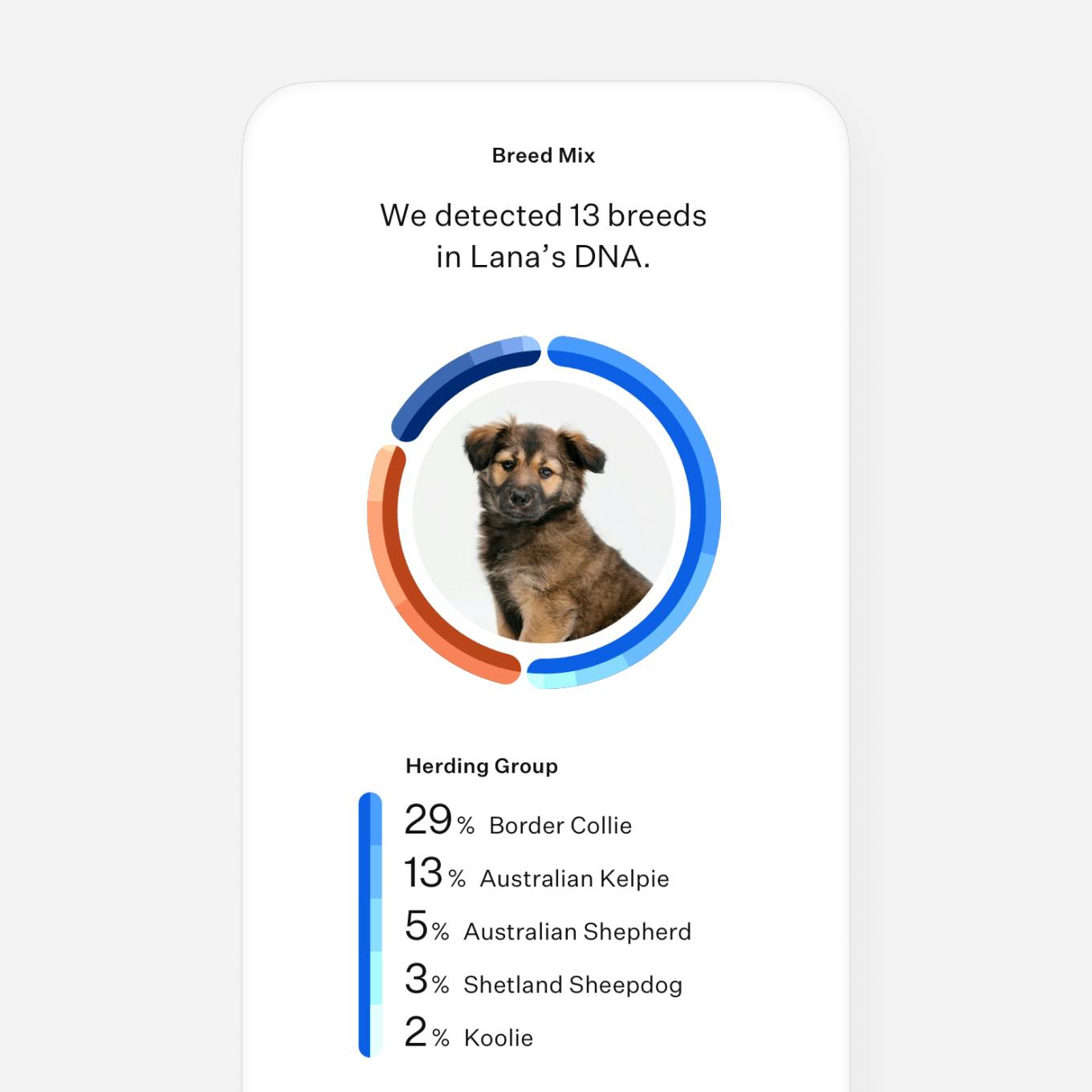 Dog DNA test breed breakdown