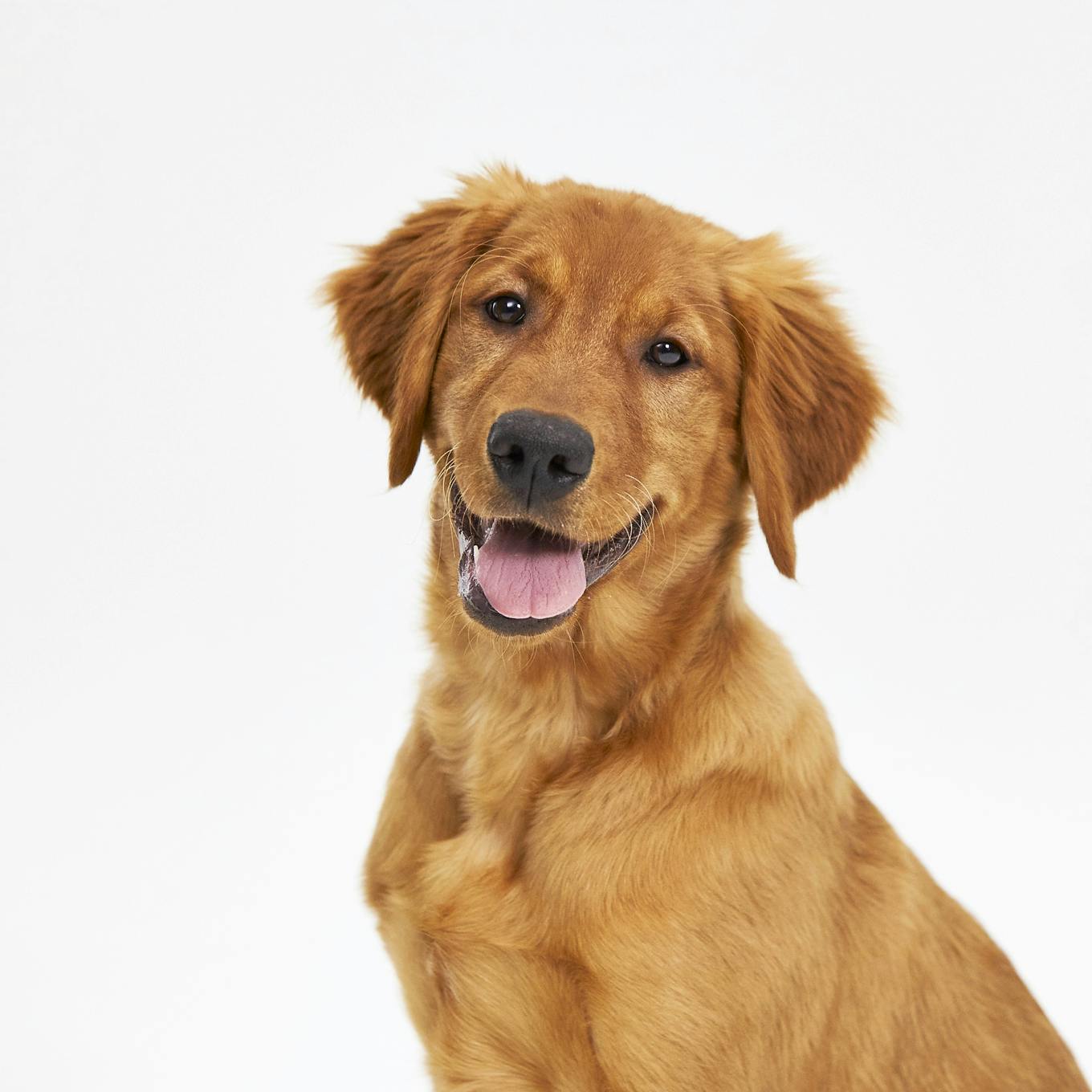 Smiling dog looking at camera