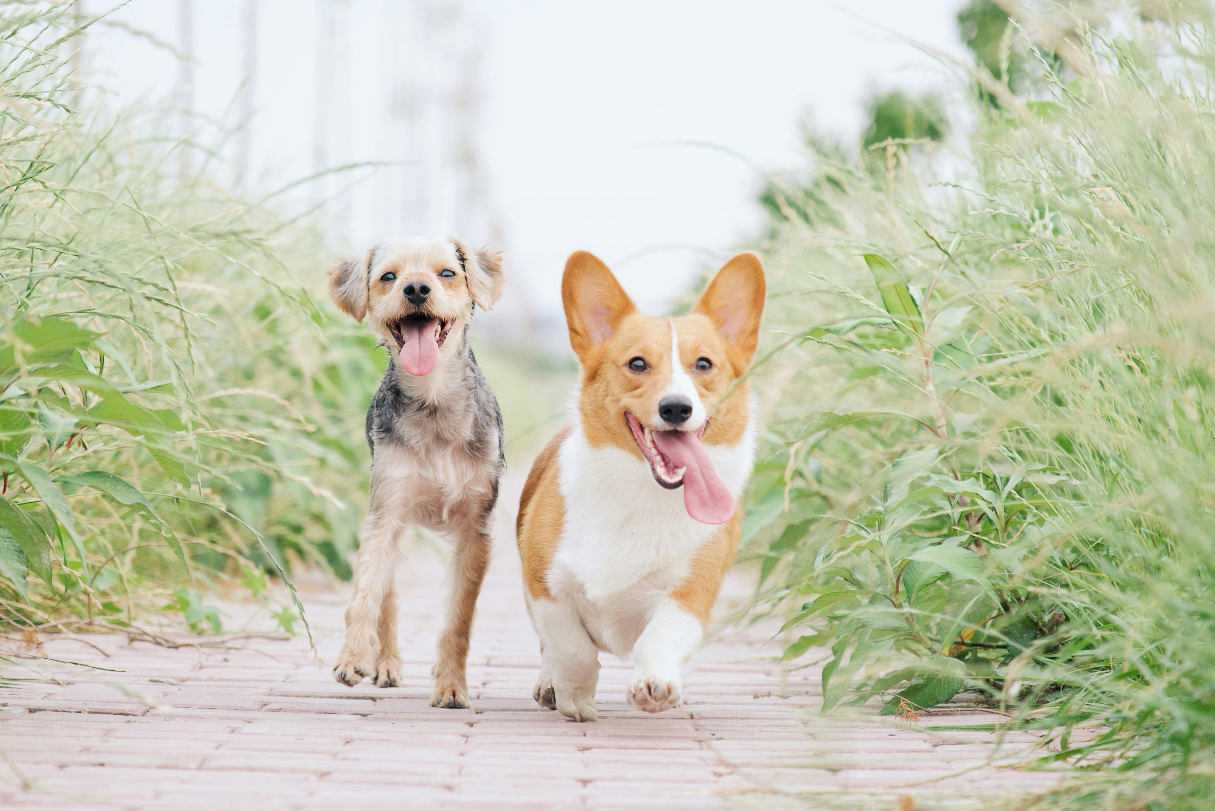 Two dogs walking down a brick path outside.