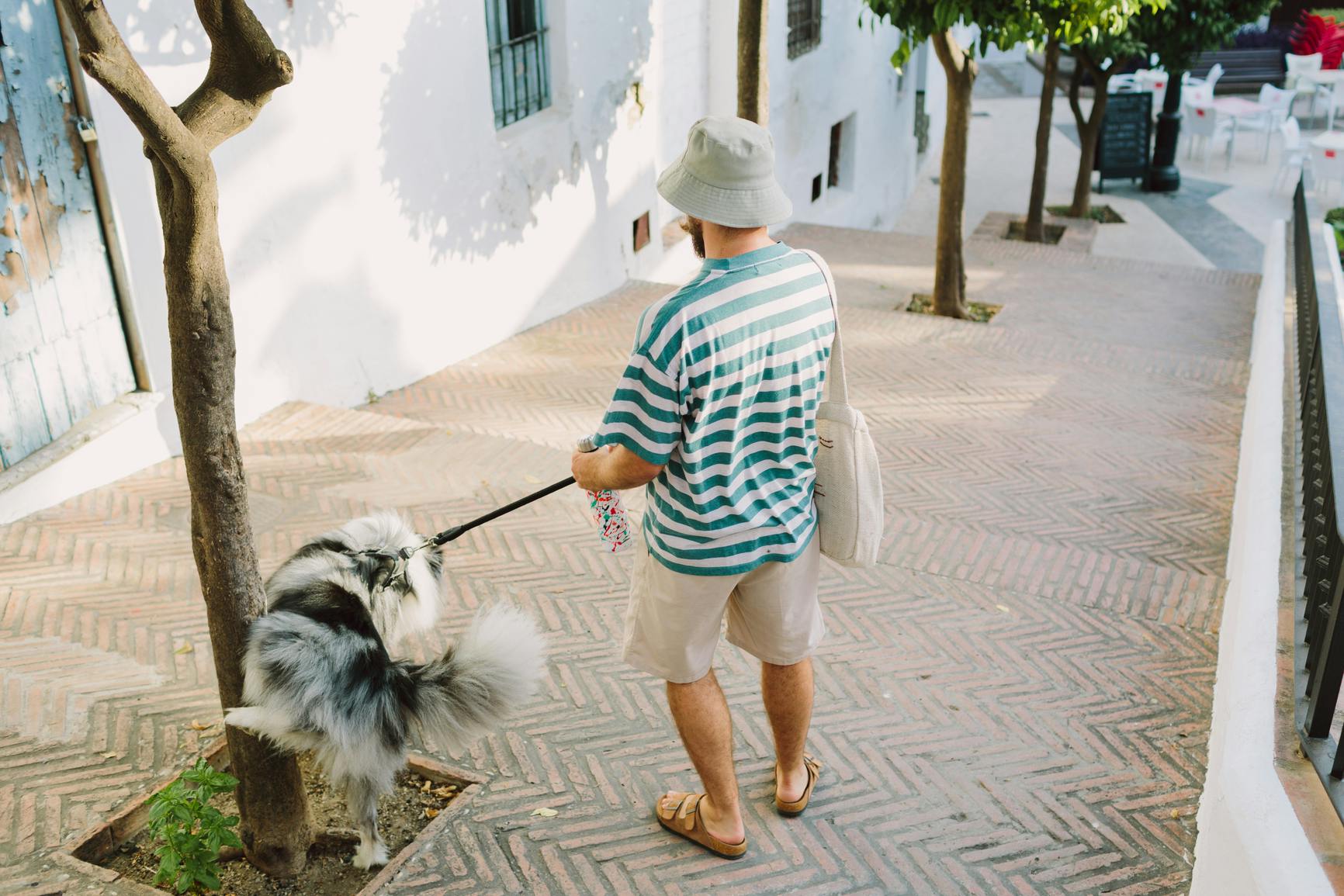 Dog lifting his leg on a tree while a man walks him down the street.