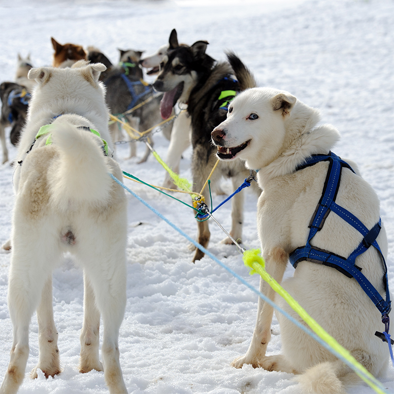 Alaskan_Husky2.jpg