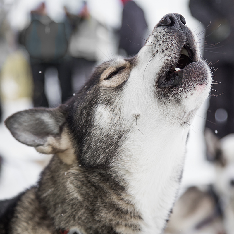 Alaskan_Husky3.jpg