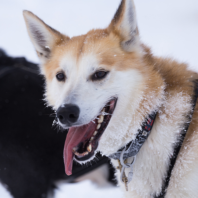 Alaskan_Husky4.jpg