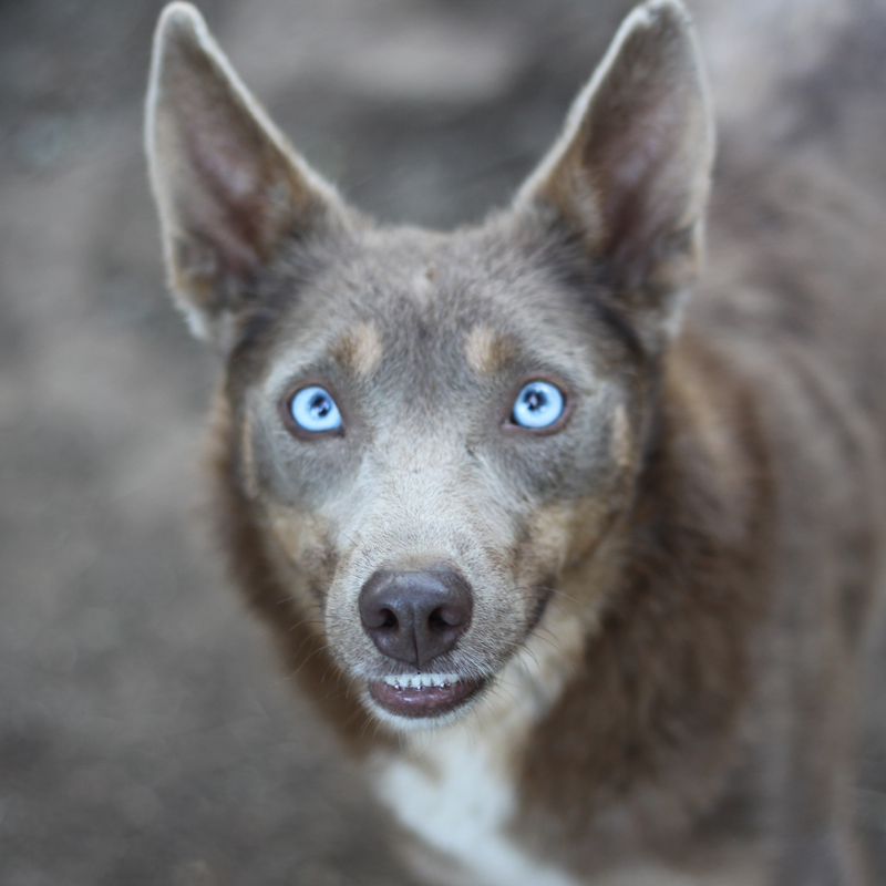 american-indian-dog4.jpg