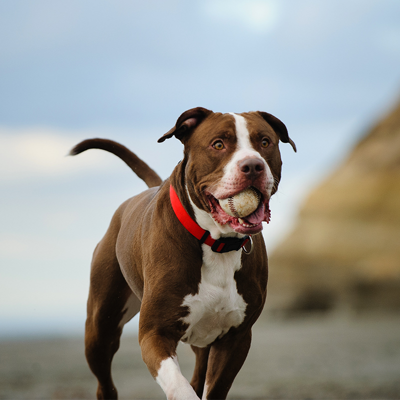 American_Pit_Bull_Terrier1.jpg