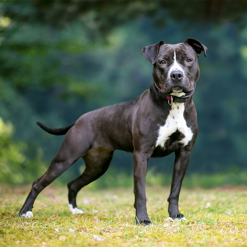 American_Pit_Bull_Terrier3.jpg