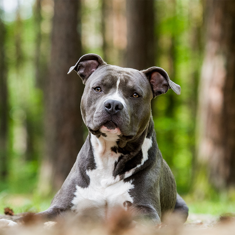 American_Staffordshire_Terrier1.jpg