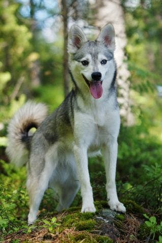 Alaskan Klee Kai