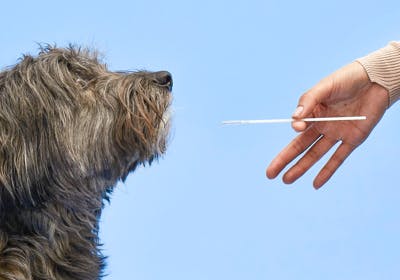 A dog looking at a swab