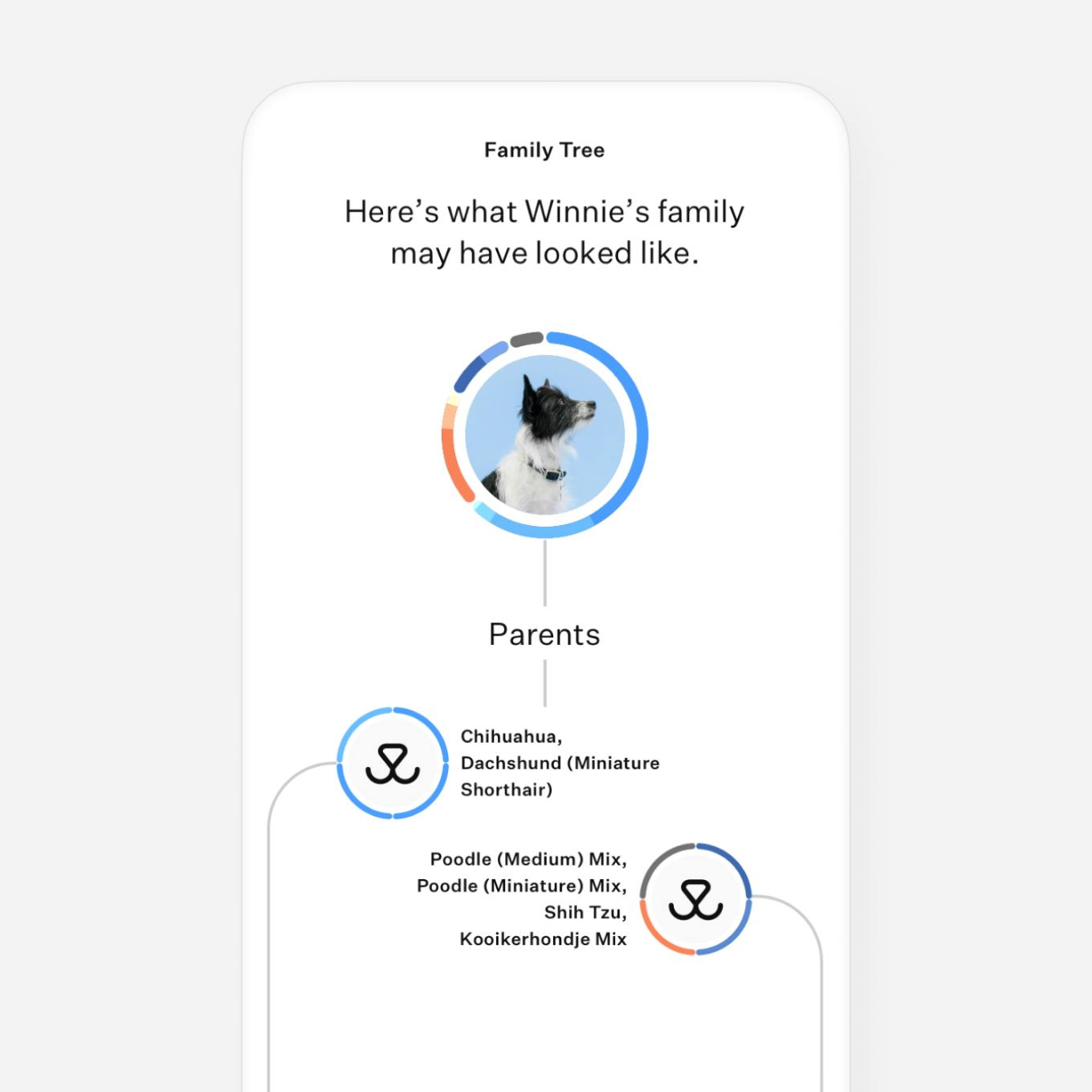 Dog DNA test ancestry breakdown