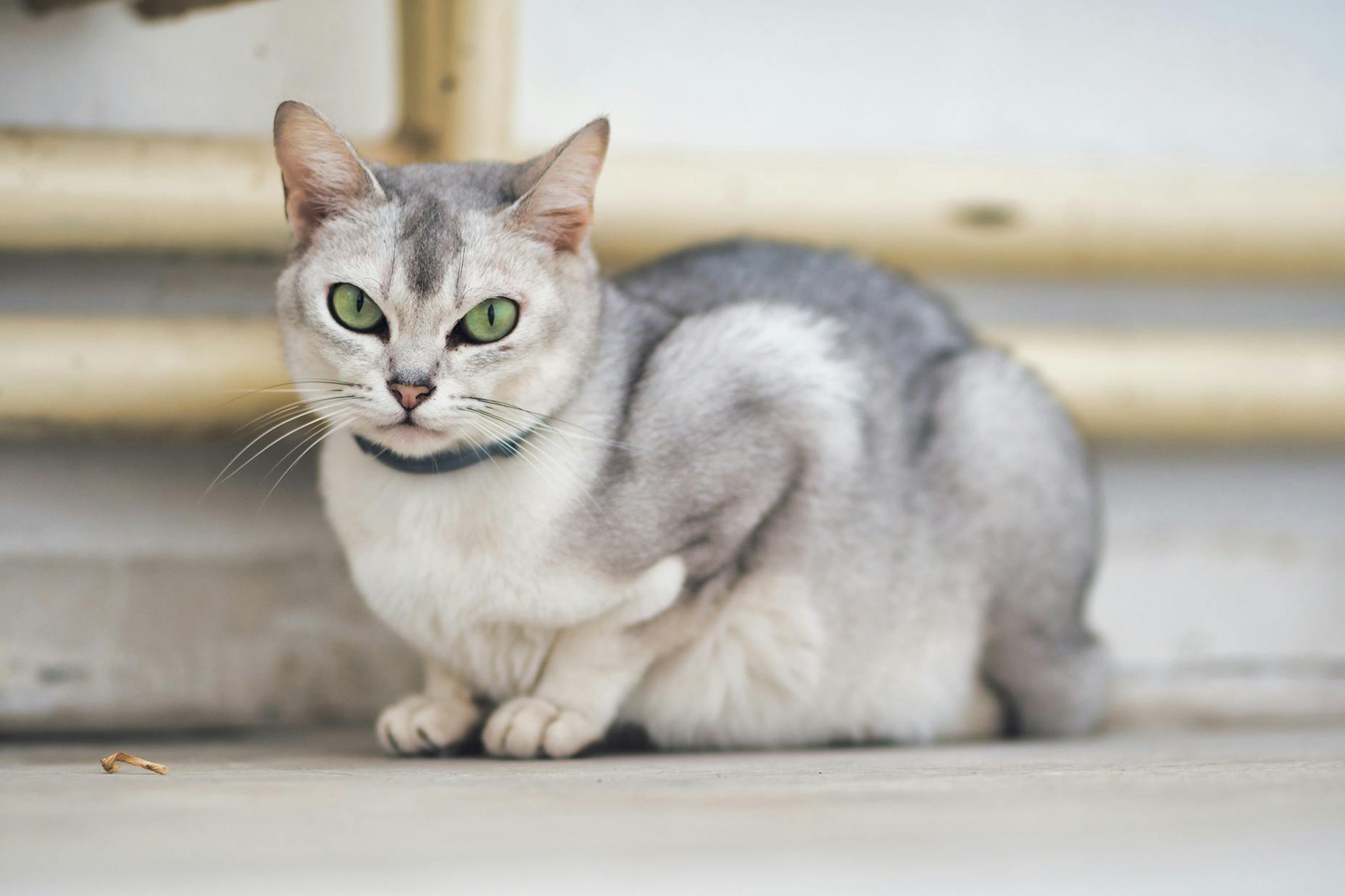 Burmilla sitting next to some steps.