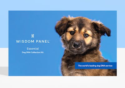 Wisdom Panel Essential dog DNA test