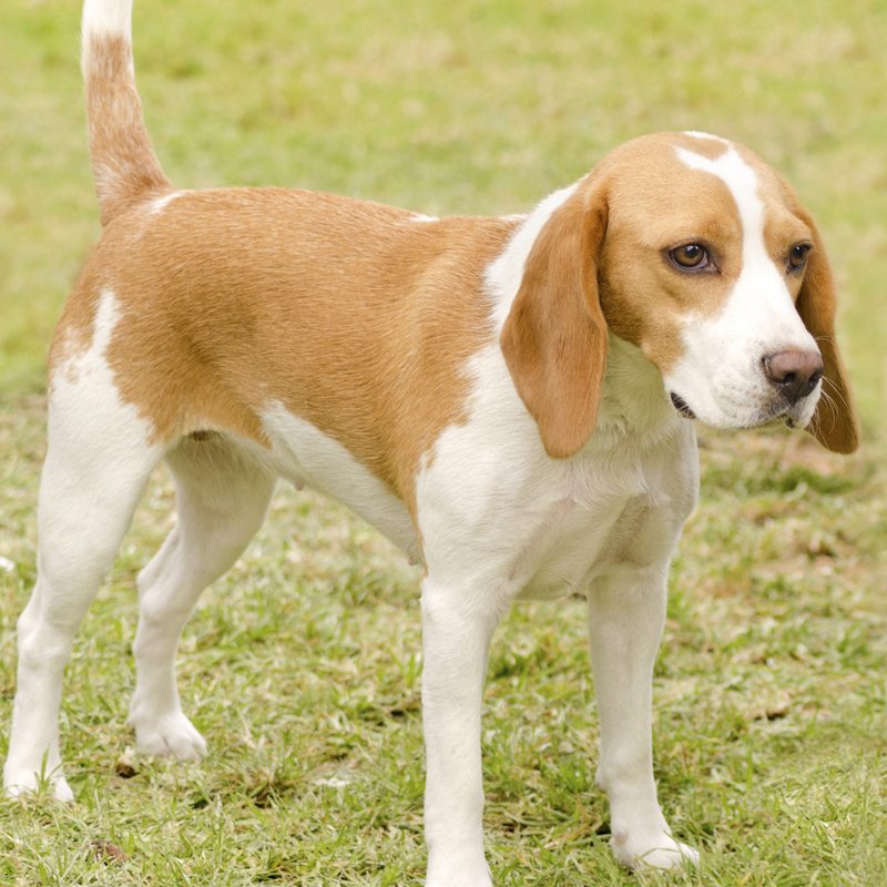 Istrian-Shorthaired-Scent-Hound1.jpg