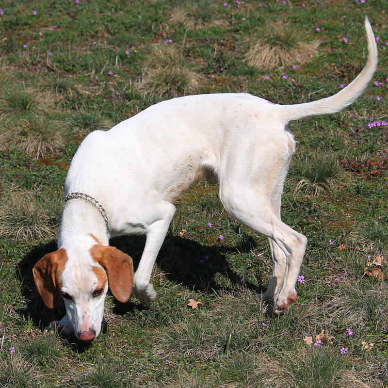 Istrian-Shorthaired-Scent-Hound2.jpg