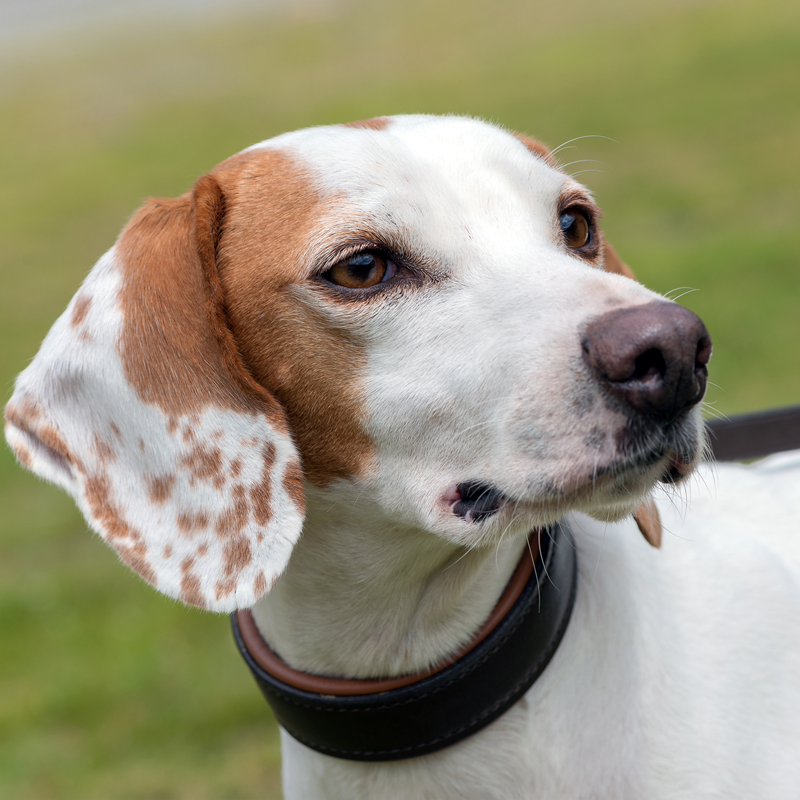 Istrian-Shorthaired-Scent-Hound3.jpg