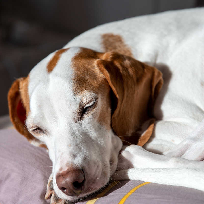 Istrian-Shorthaired-Scent-Hound4.jpg