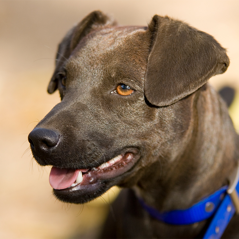 Patterdale_Terrier2.jpg