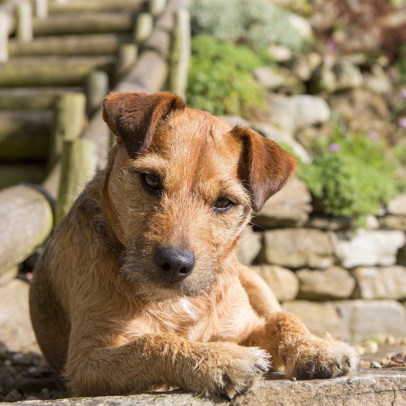 Patterdale_Terrier3.jpg