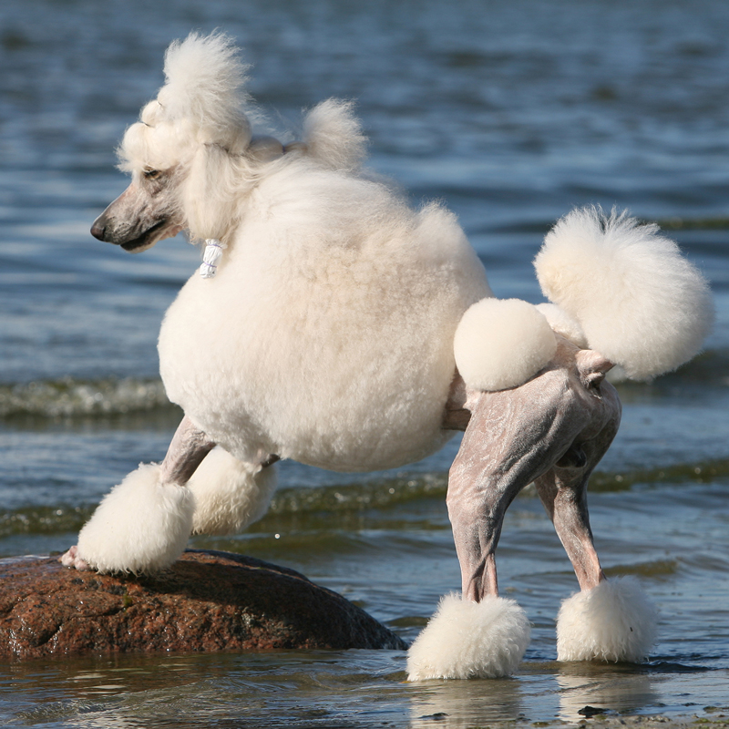 poodle-medium-standard2.jpg