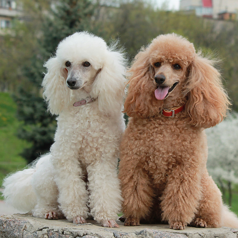 poodle-miniature-toy1.jpg