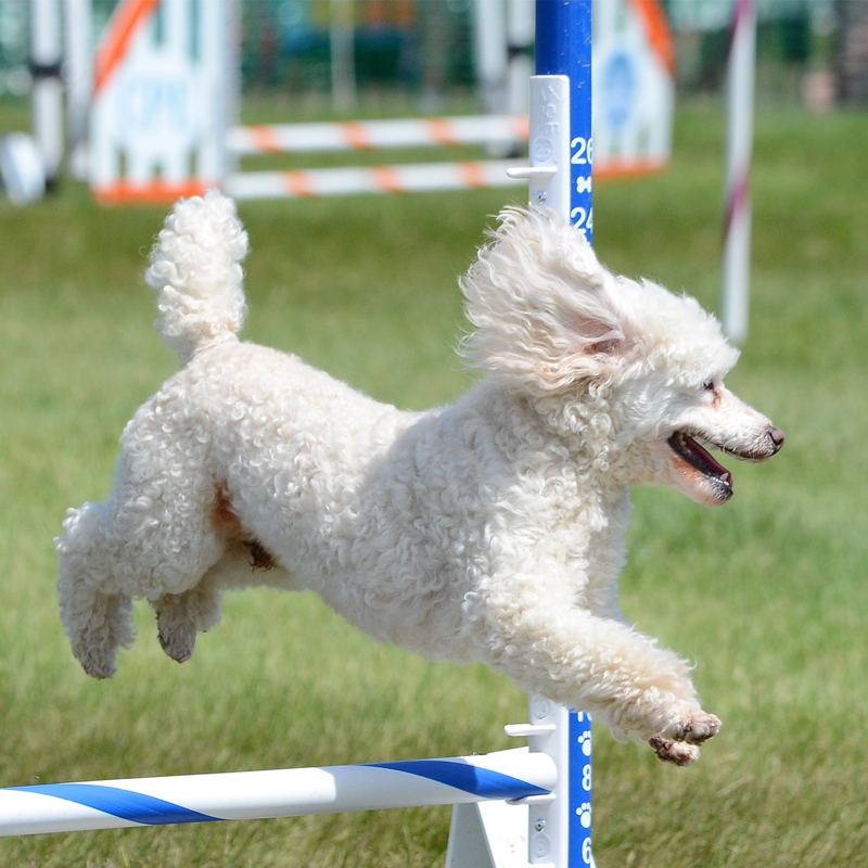 poodle-miniature-toy2.jpg