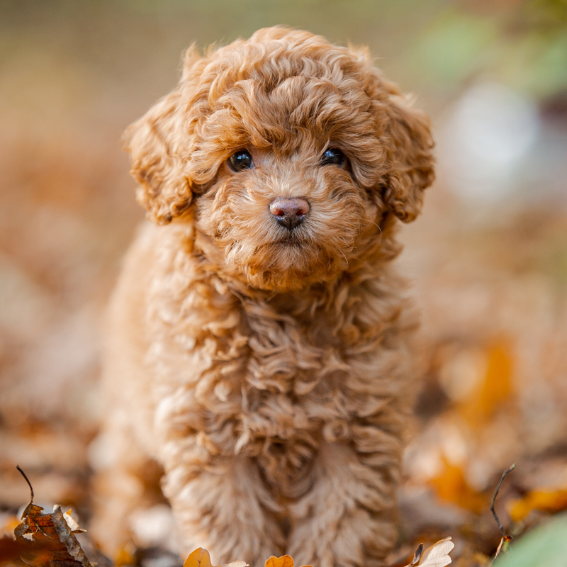 poodle-miniature-toy3.jpg