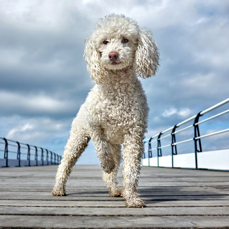 poodle-miniature-toy4.jpg