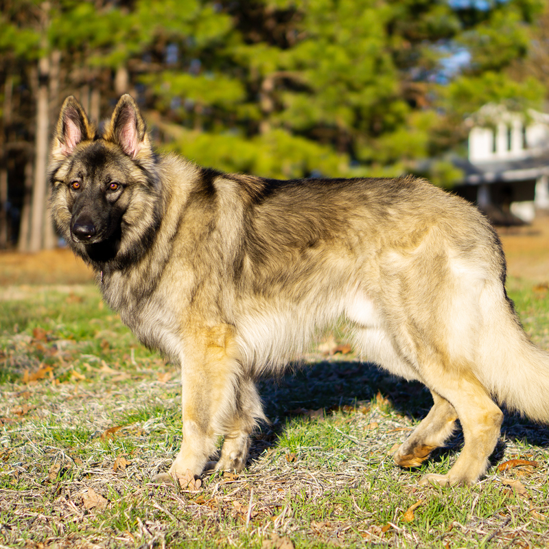 shiloh-shepherd1.jpg