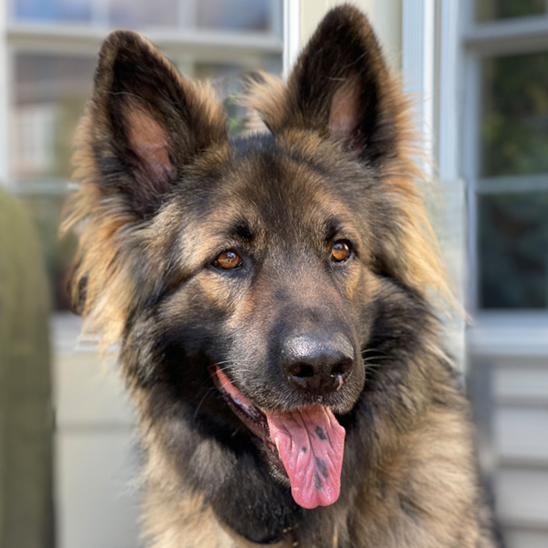 shiloh-shepherd2.jpg