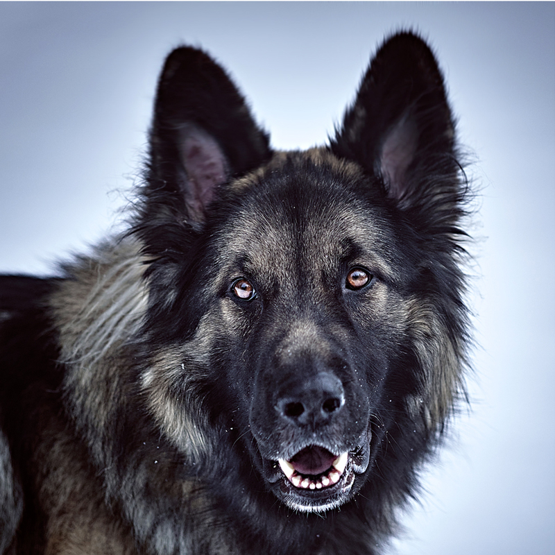 shiloh-shepherd4.jpg