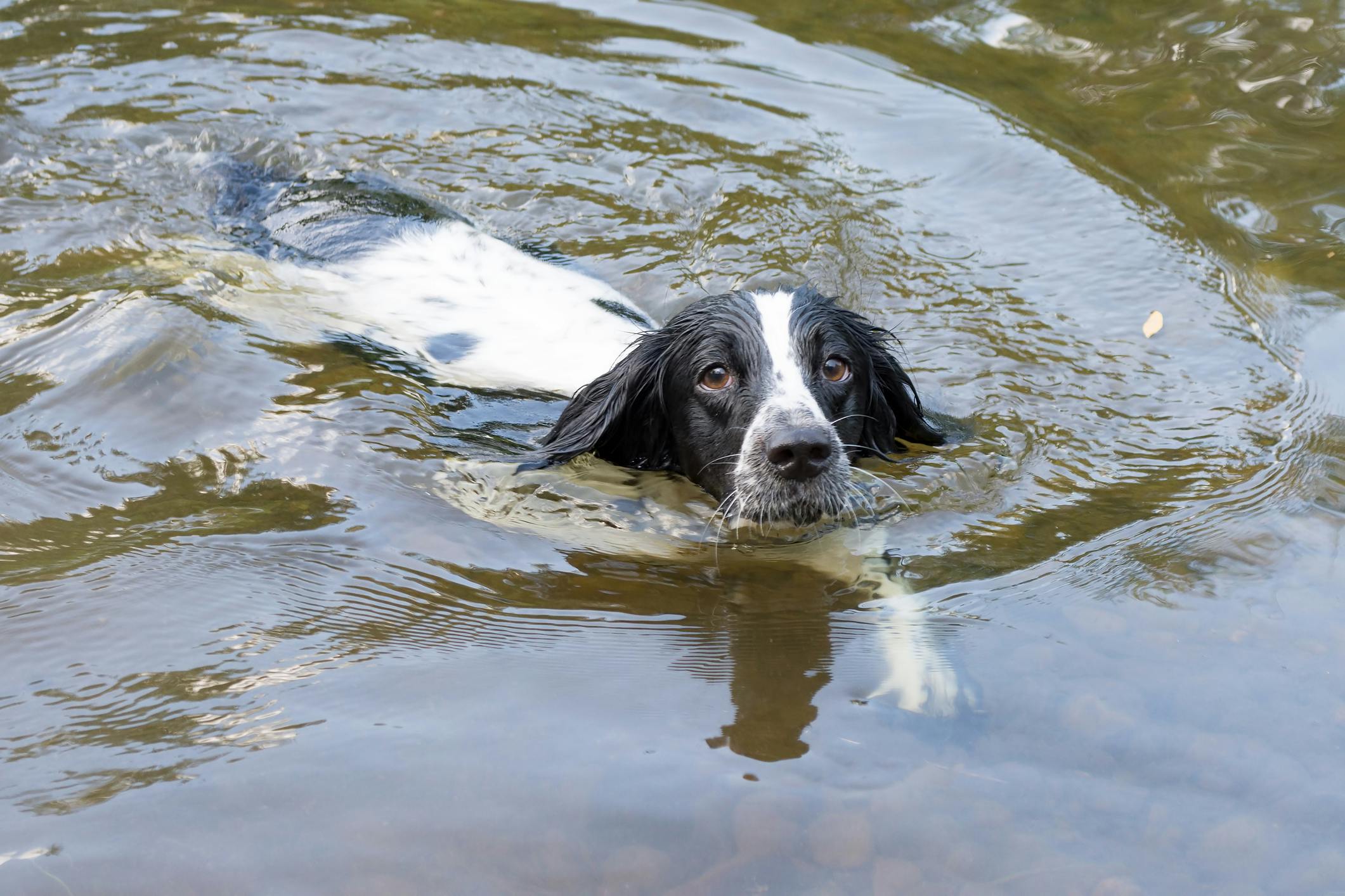 Black and white spaniel swimming in a lake.